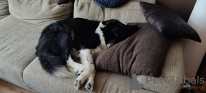 Photo №3. Incroyables chiots Border Collie / Karakachan. Bulgarie
