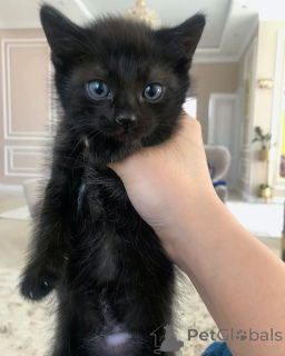 Photo №1. scottish straight - à vendre en ville de Riga | 250€ | Annonce № 146042