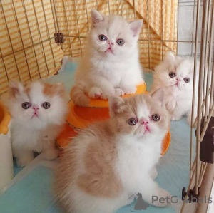 Photo №1. exotic shorthair - à vendre en ville de Barcelone | négocié | Annonce № 178469
