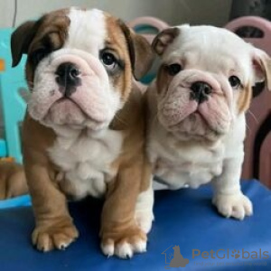 Photo №1. bulldog anglais - à vendre en ville de Bornheim | 1000€ | Annonce №130711