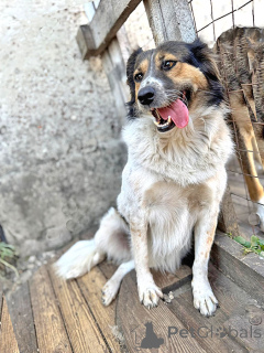 Photo №2 de l'annonce № 154360 de la vente chien bâtard - acheter à Fédération de Russie de l'abri