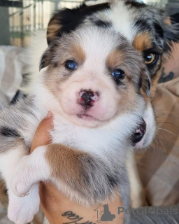 Photo №1. border collie - à vendre en ville de Zürich | 400€ | Annonce №124212