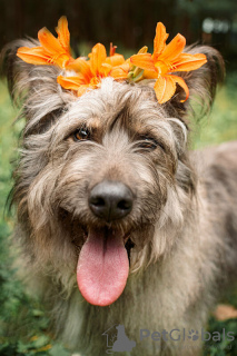 Photos supplémentaires: Un beau chien entre de bonnes mains.