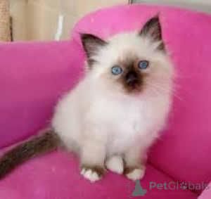 Photo №3. Chatons Birmans Sacrés disponibles à la vente.. Belgique