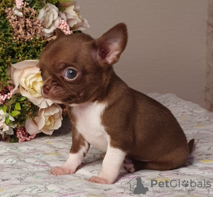 Photos supplémentaires: Chihuahua Chocolate Mini Boy