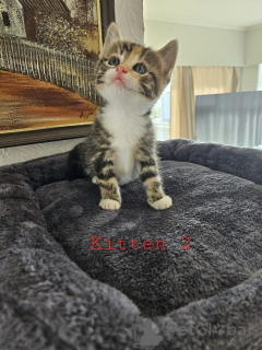 Photo №4. Je vais vendre maine coon en ville de Neukirchen am großvendiger. éleveur - prix - 307€