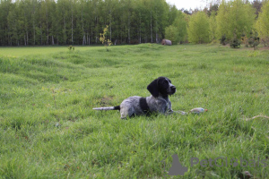 Photo №4. Je vais vendre chien d'arrêt allemand à poil dur en ville de Reszel. éleveur - prix - 1000€