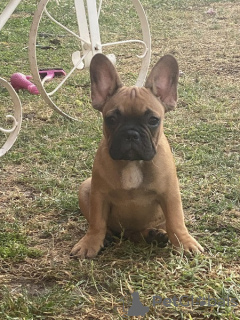 Photos supplémentaires: Chiots bouledogue français