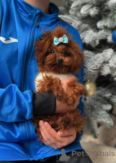 Photo №1. caniche (jouet) - à vendre en ville de Berlin | négocié | Annonce №164617