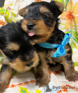 Photo №1. yorkshire terrier - à vendre en ville de Munich | 260€ | Annonce №97275