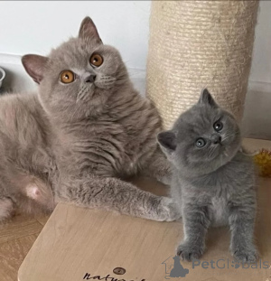 Photo №1. british shorthair - à vendre en ville de Dragsvik | 400€ | Annonce № 174938