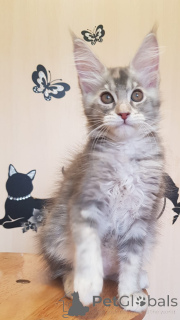 Photo №2 de l'annonce № 137755 de la vente maine coon - acheter à Allemagne annonce privée