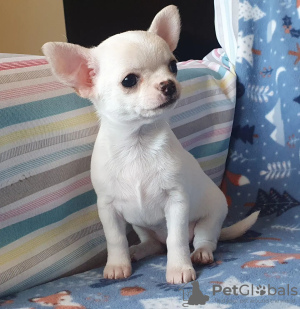 Photo №1. chihuahua - à vendre en ville de Paris | négocié | Annonce №71018