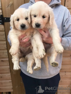 Photo №2 de l'annonce № 18629 de la vente golden retriever - acheter à Portugal annonce privée