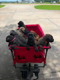 Photo №3. Nuttede Cane Corso hvalpe søger et kærligt hjem for altid. Danemark