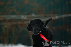 Photo №1. buryat wolfhound mongol - à vendre en ville de Наро-Фоминск | 739€ | Annonce №37068