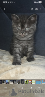 Photo №3. Amis beaux et bien grandes, ludiques et incroyables. USA