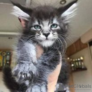 Photo №1. maine coon - à vendre en ville de Hartford | 568€ | Annonce № 109895