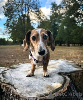 Photo №1. teckel - à vendre en ville de Helsinki | 500€ | Annonce №163624