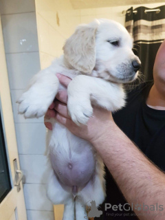 Photo №1. golden retriever - à vendre en ville de Cologne | 450€ | Annonce №117933