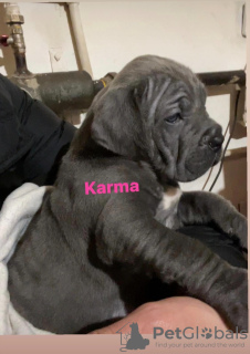 Photo №1. cane corso - à vendre en ville de Tecuci | 1500€ | Annonce №40732