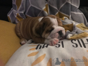 Photo №4. Je vais vendre bulldog anglais en ville de Doncaster. annonce privée, éleveur - prix - 400€