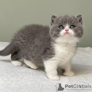 Photo №3. Chatons British Shorthair bleu à vendre. USA