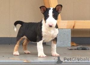 Photo №1. bull terrier - à vendre en ville de Гронинген | Gratuit | Annonce №123932