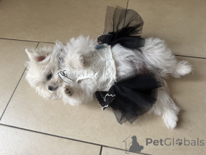 Photo №2 de l'annonce № 147826 de la vente spitz allemand - acheter à Allemagne 