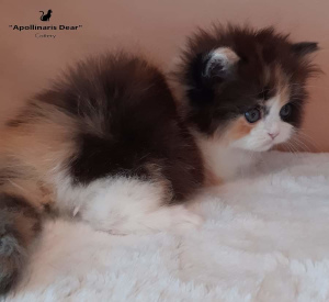 Photo №1. british longhair - à vendre en ville de Tomsk | 863€ | Annonce № 6182