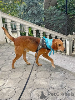 Photo №1. chien bâtard - à vendre en ville de Moskova | Gratuit | Annonce №159233