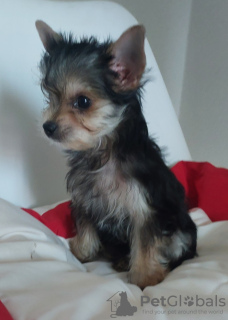 Photo №1. chihuahua - à vendre en ville de Minsk | 161€ | Annonce №116105