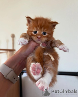 Photo №2 de l'annonce № 150583 de la vente maine coon - acheter à Allemagne de l'abri, éleveur