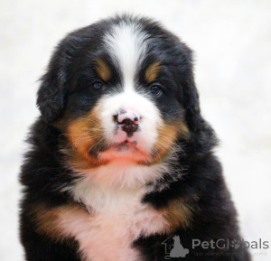Photo №1. bouvier bernois - à vendre en ville de Москва | négocié | Annonce №138652