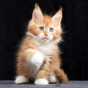 Photo №2 de l'annonce № 155599 de la vente maine coon - acheter à Belgique 