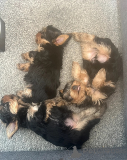 Photo №3. Beau Yorkshire Terrier disponible. USA
