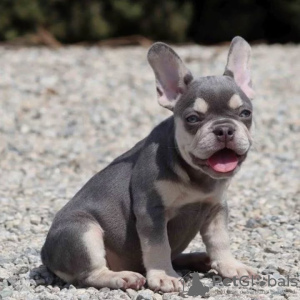 Photo №3. Chiots bouledogue français à vendre. Allemagne