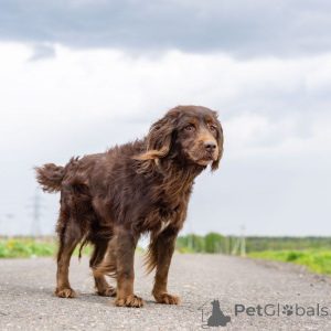 Photo №1. chien bâtard - à vendre en ville de Rivière moscou | Gratuit | Annonce №161957
