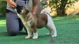 Photo №1. akita (chien) - à vendre en ville de Anvers | négocié | Annonce №169661