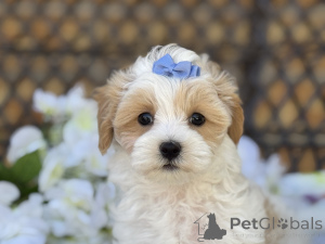 Photo №1. maltipu - à vendre en ville de Friedberg (Hessen) | 900€ | Annonce №150162