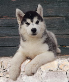 Photo №2 de l'annonce № 4139 de la vente husky de sibérie - acheter à Fédération de Russie éleveur