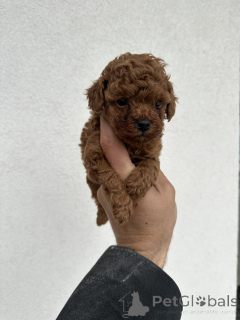 Photo №2 de l'annonce № 138755 de la vente caniche (jouet) - acheter à Serbie 