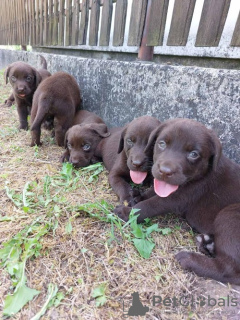 Photos supplémentaires: Labrador Retriever, litière brun chocolat