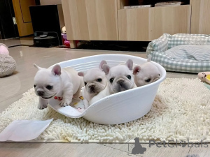 Photo №2 de l'annonce № 174907 de la vente bouledogue - acheter à Allemagne éleveur