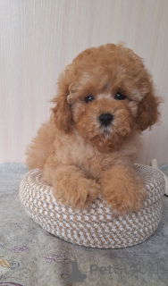 Photo №1. caniche (jouet) - à vendre en ville de Minsk | 775€ | Annonce №156648