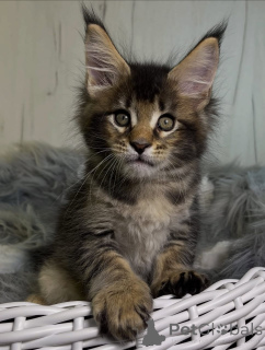 Photo №2 de l'annonce № 161206 de la vente maine coon - acheter à USA éleveur