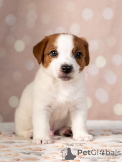 Photo №2 de l'annonce № 11542 de la vente jack russell terrier - acheter à Ukraine annonce privée