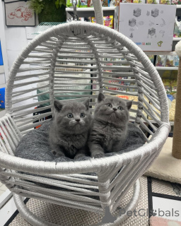 Photo №1. british shorthair - à vendre en ville de Alpbach | négocié | Annonce № 167317