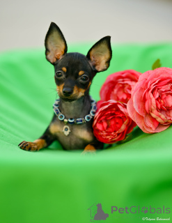 Photo №2 de l'annonce № 160398 de la vente petit chien russe - acheter à Israël de la fourrière