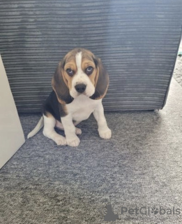 Photo №2 de l'annonce № 42530 de la vente beagle - acheter à Hongrie annonce privée